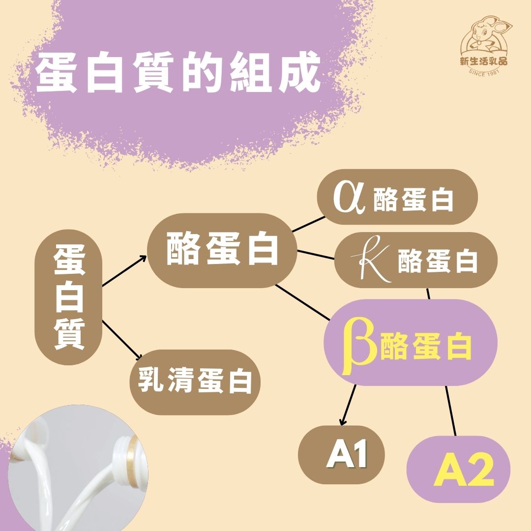 羊奶蛋白質的組成 - 新生活鮮羊奶